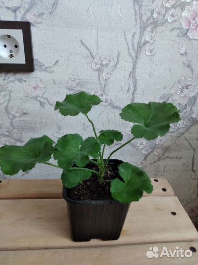 Герань пеларгония