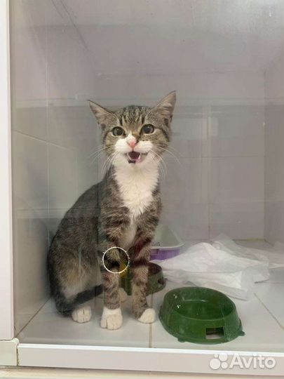 Кот Феху ищет дом, кот в добрые руки