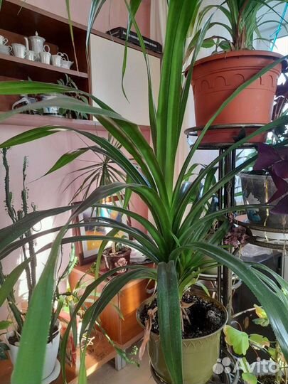 Панданус винтовая пальма