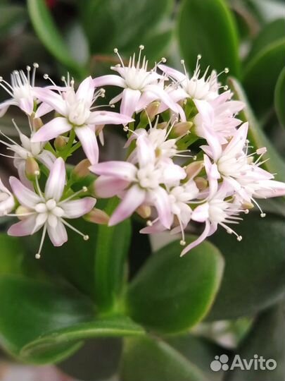 Крассула толстянка