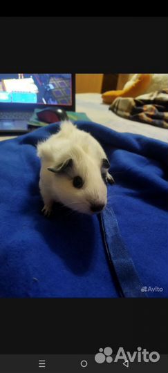 Морская свинка калифорния