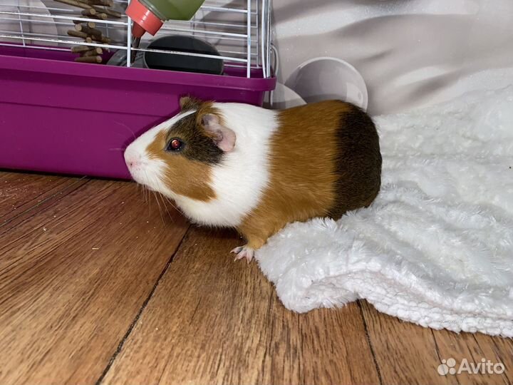 Морская свинка