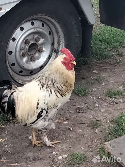 Петухи домашние