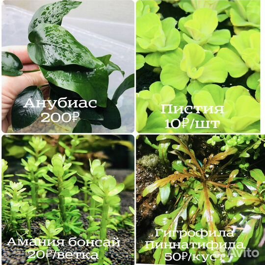 Аквариумные растения, креветки, Lily Pipe