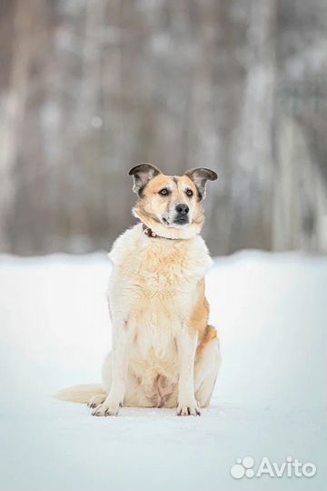 Собака Лапа в Добрые Руки