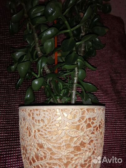 Каланхоэ Каландива