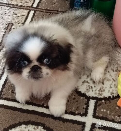 Щенок пекинеса РКФ