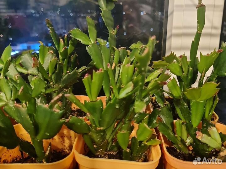 Декабрист шлюмбергера