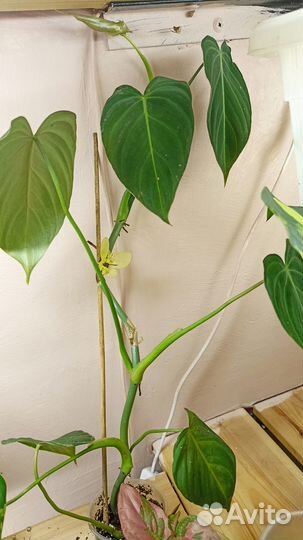 Филодендрон хедерациум,пинг Тонг