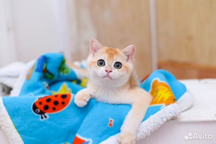 Зеленоглазый лис