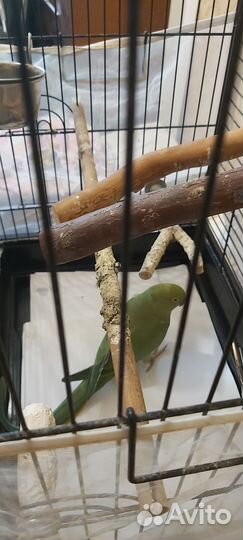 Ожереловые попугаи