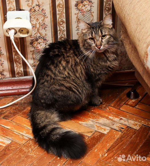 Кошка в дар бесплатно