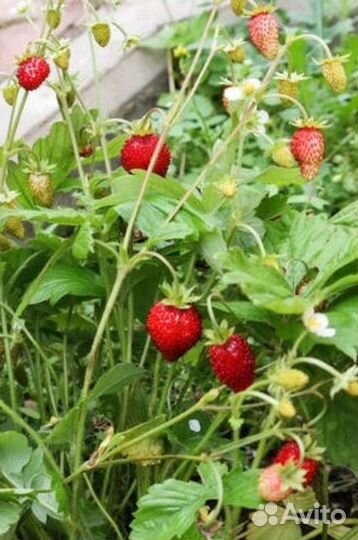 Саженцы земляники безусой ремонтантной