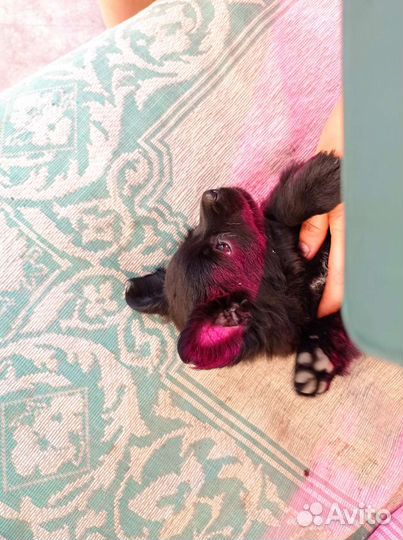 Маленькая собака