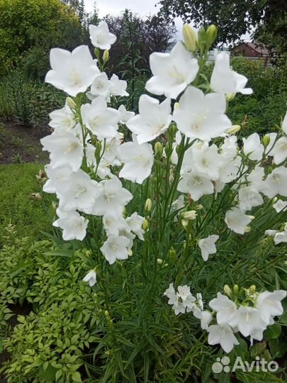 Цветы для сада