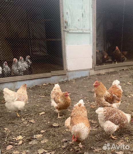 Виандот,брама (инкубационное яйцо)