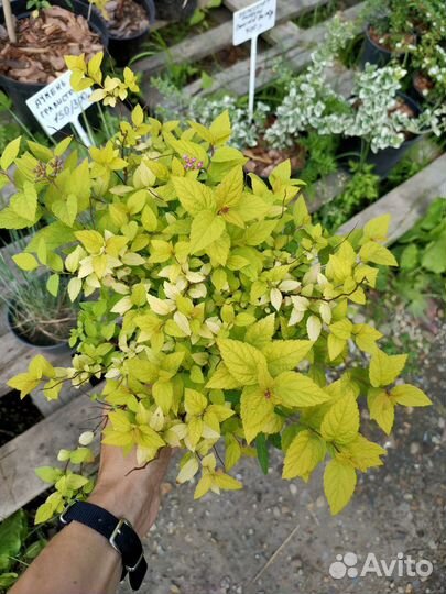 Спирея Голд Маунд