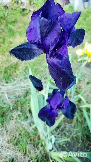 Цветы ирисы