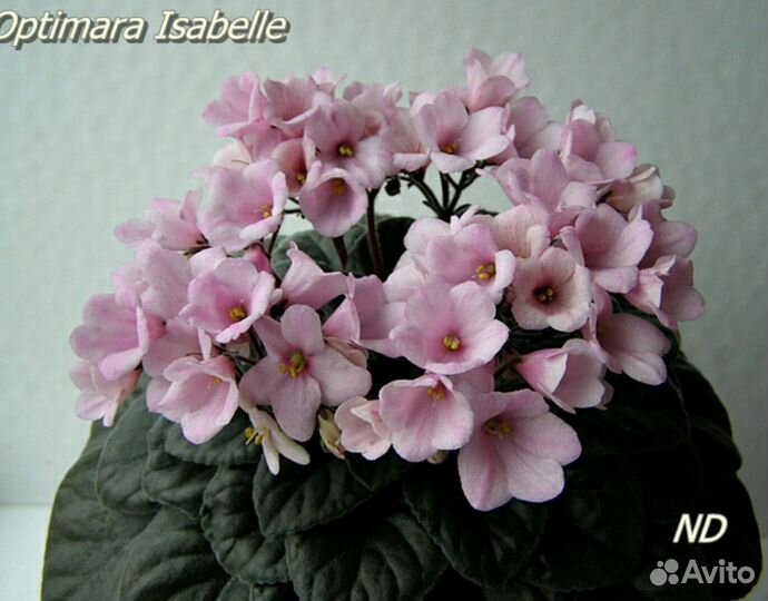 Фиалки сенполии сортовые