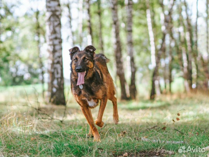 Конфетка - метис малинуа ищет хозяина