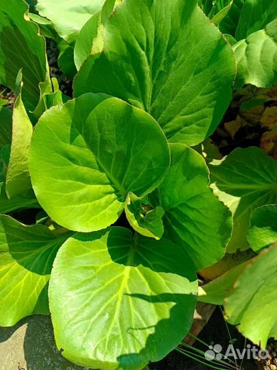 Бадан (слоновьи уши)