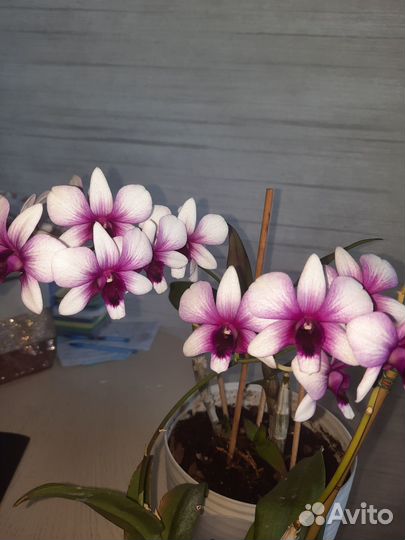 Орхидея sa-nook Polar fire