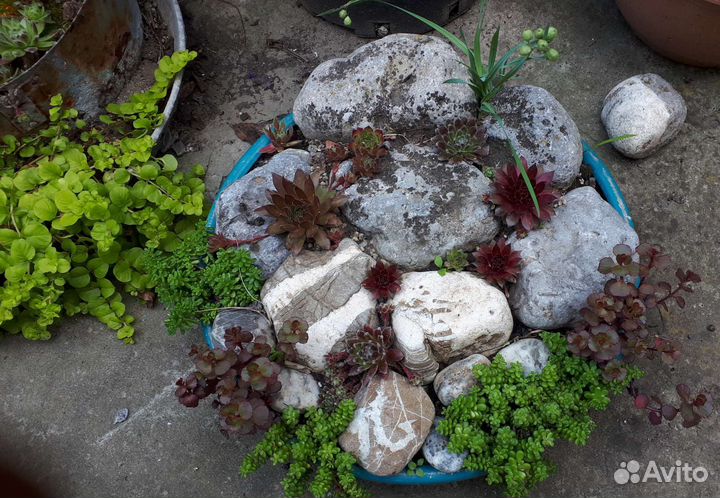 Уличные суккуленты