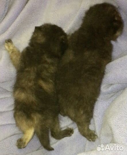 Котята девочки породы экзотическая черепаховые