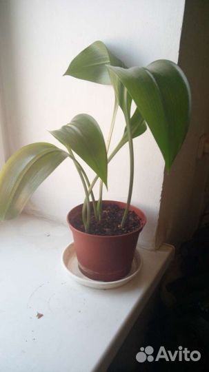 Лилия белая 3шт в горшке