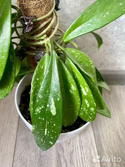 Срез хойи. Разные сорта