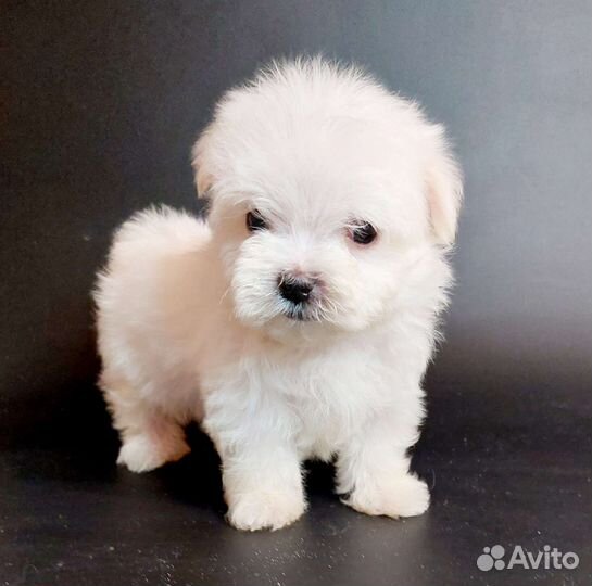 Мальтезе РКФ