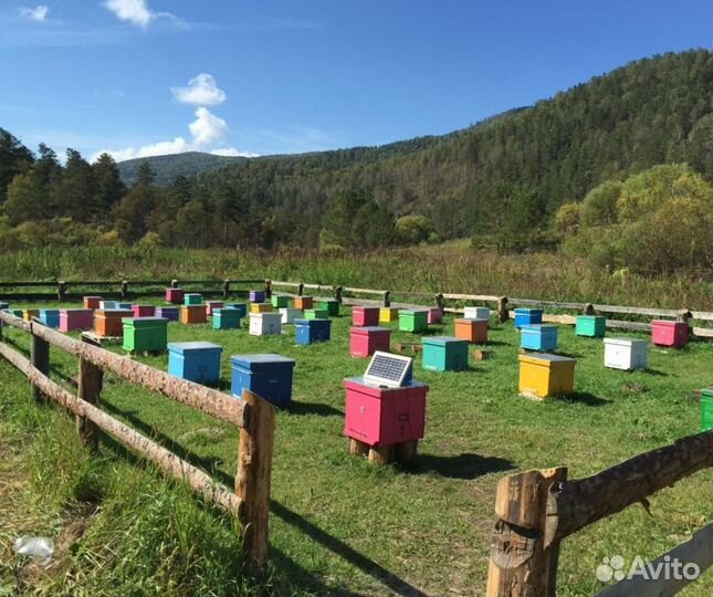 2024 Мёд натуральный алтайский опт