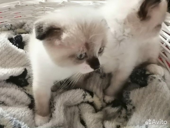 Продам милашек