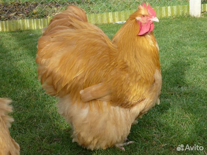 Орпингтон палевый,подростки