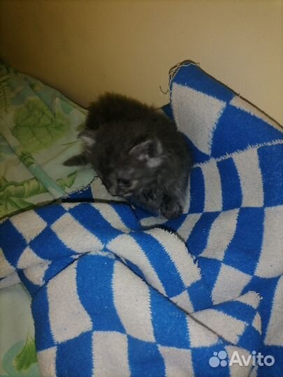 Отдам котенка в добрые руки