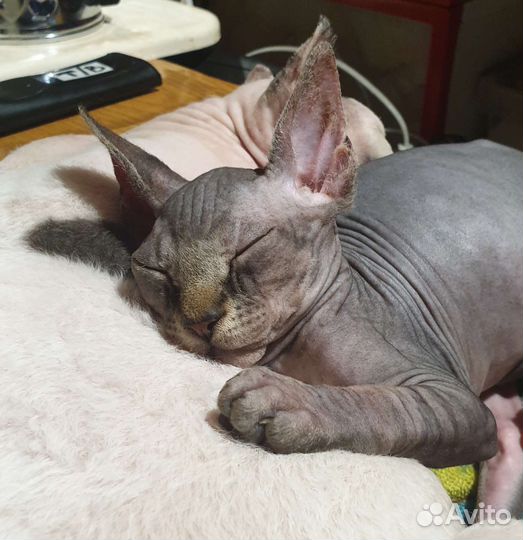 Канадский сфинкс эльф котенок