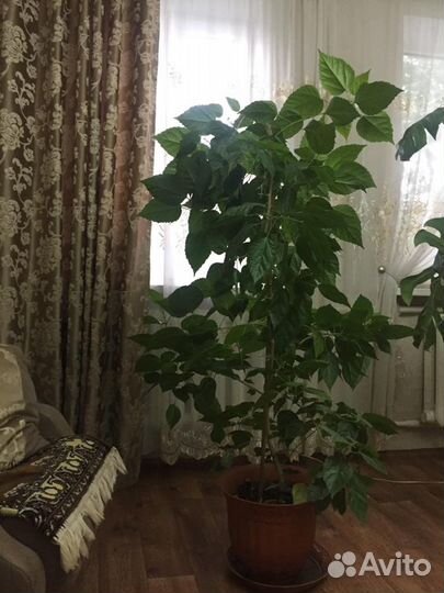 Гибискус китайская роза