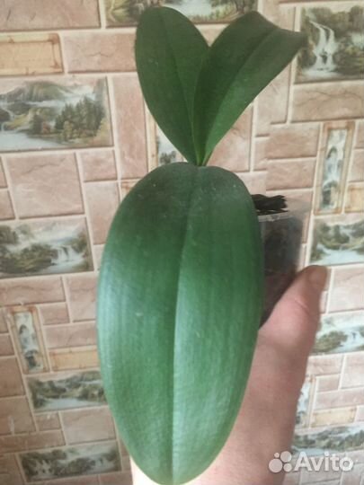 Подростки из орхидей из Азии