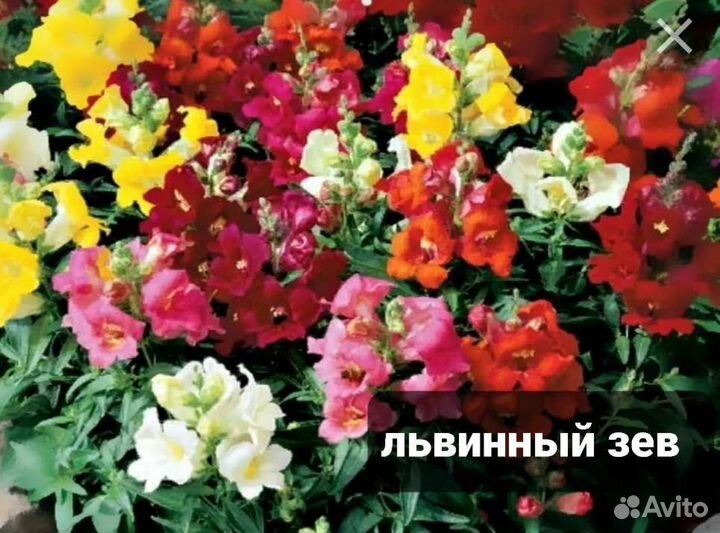 Усы,циния,львинный зев