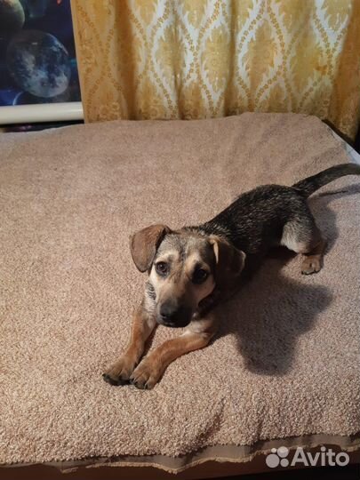 Коротколапик мальчик