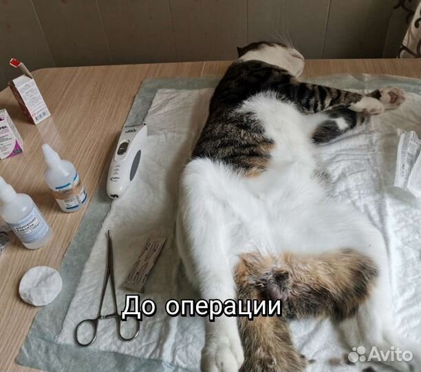 Стерилизация кошек и кастрация котов