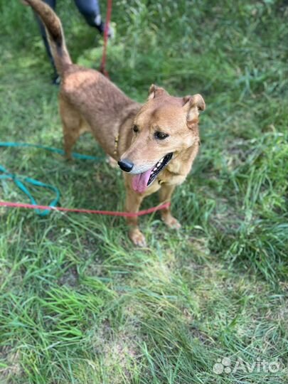 Мёд красивый пёс из приюта