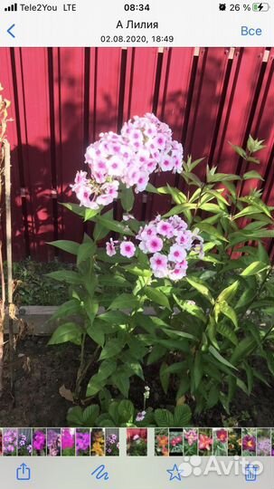 Флоксы, астильба