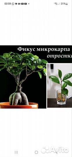 Фикус микрокарпа-отростки