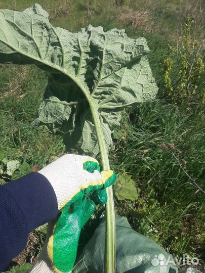 Сок из лопуха