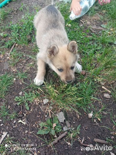 Щенок в добрые руки