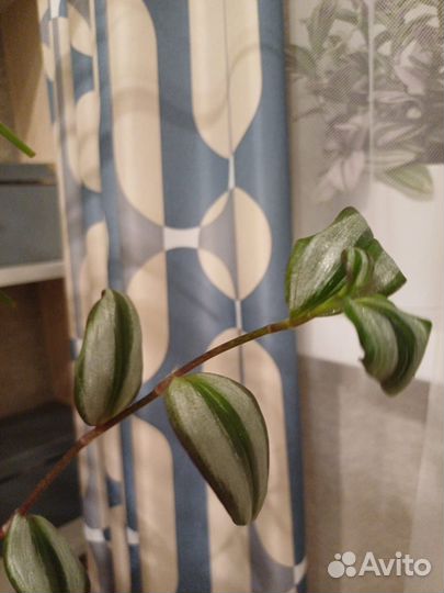 Традесканция зебрина срезы 3 шт