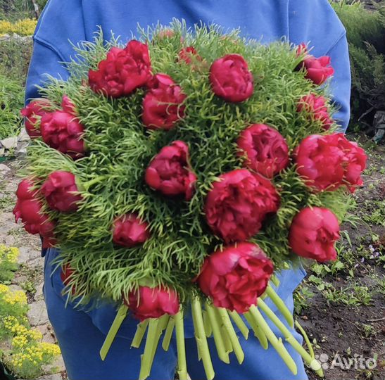 Пионы срезка