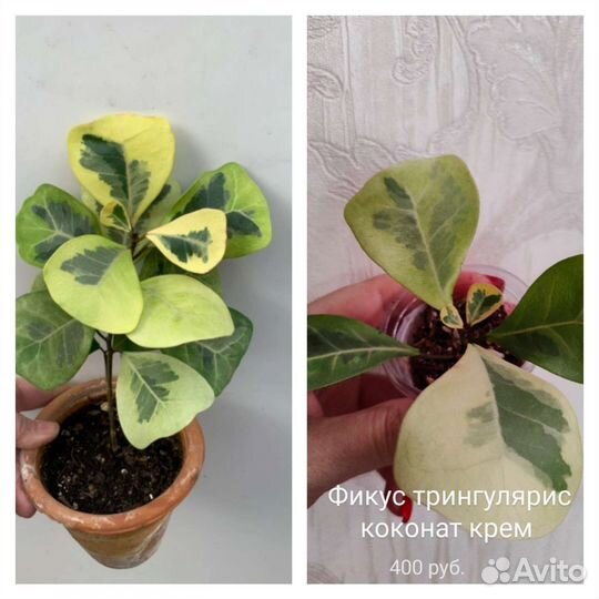 Комнатные цветы