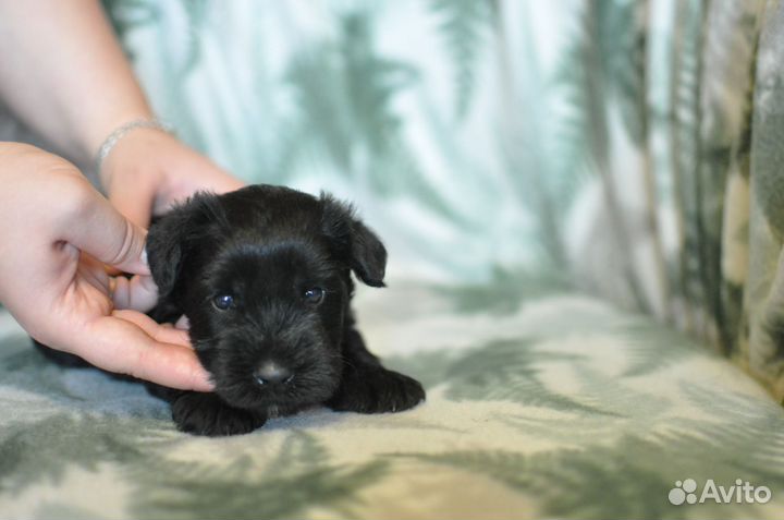 Мальчик цвергшнауцера